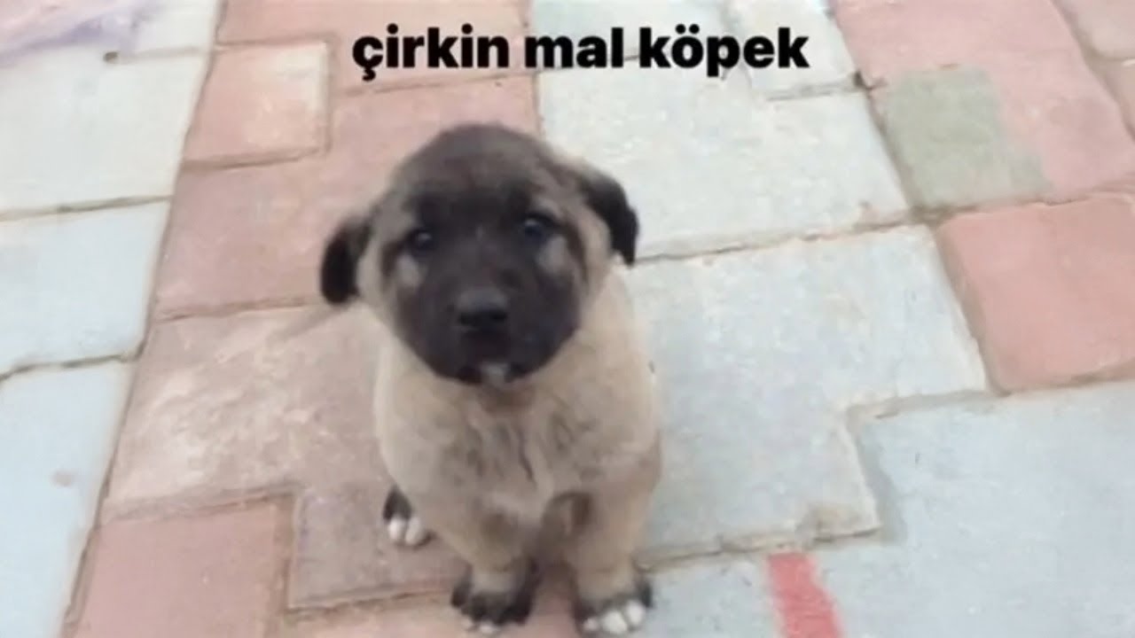 bara zortar den.