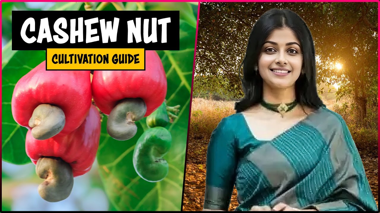 Cashew Nut Cultivation: Complete Guide