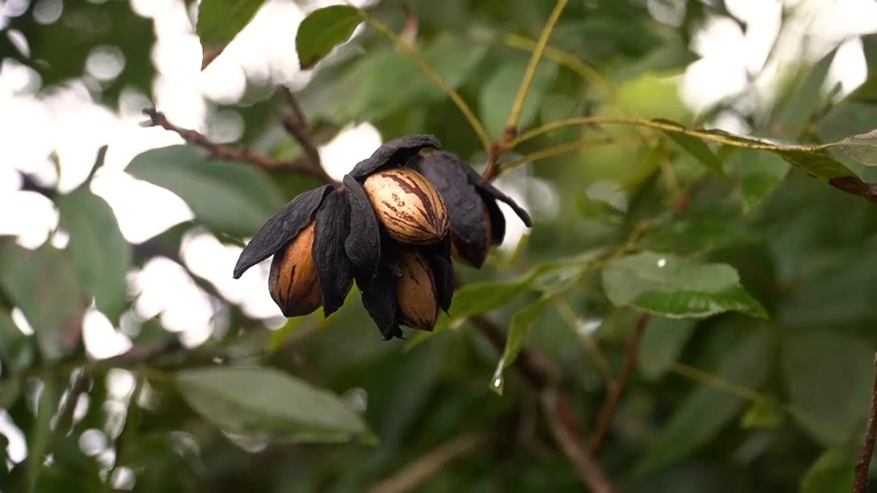 Agro Saúde e Cooperação - Noz Pecan
