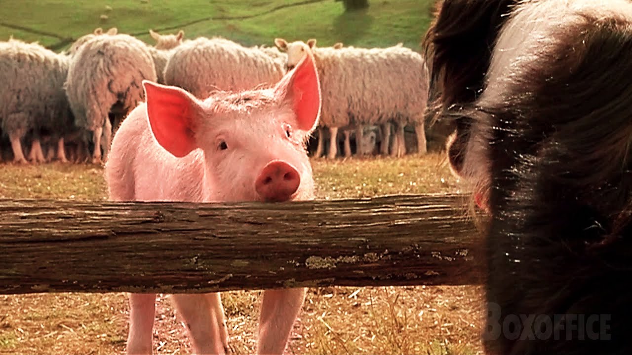 Babe il maialino impara a essere un cane da pastore | Babe, maialino coraggioso | Clip in Italiano