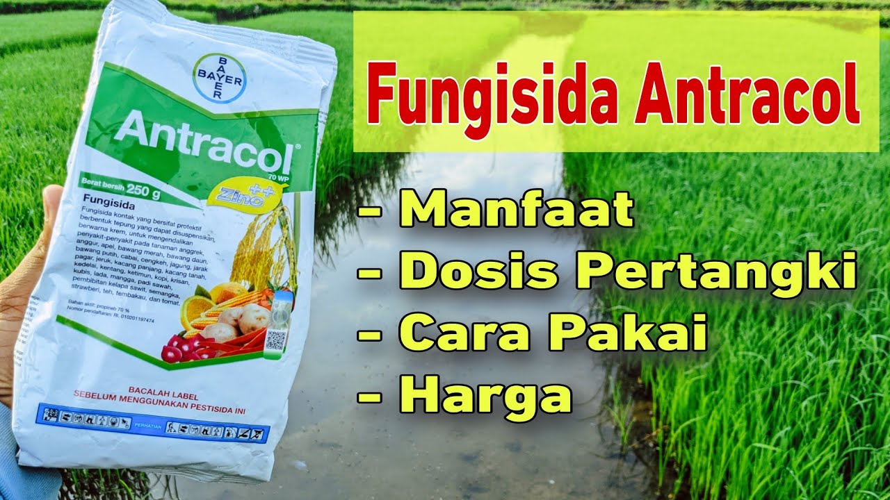 Dosis Dan Manfaat Fungisida Antracol Untuk Padi