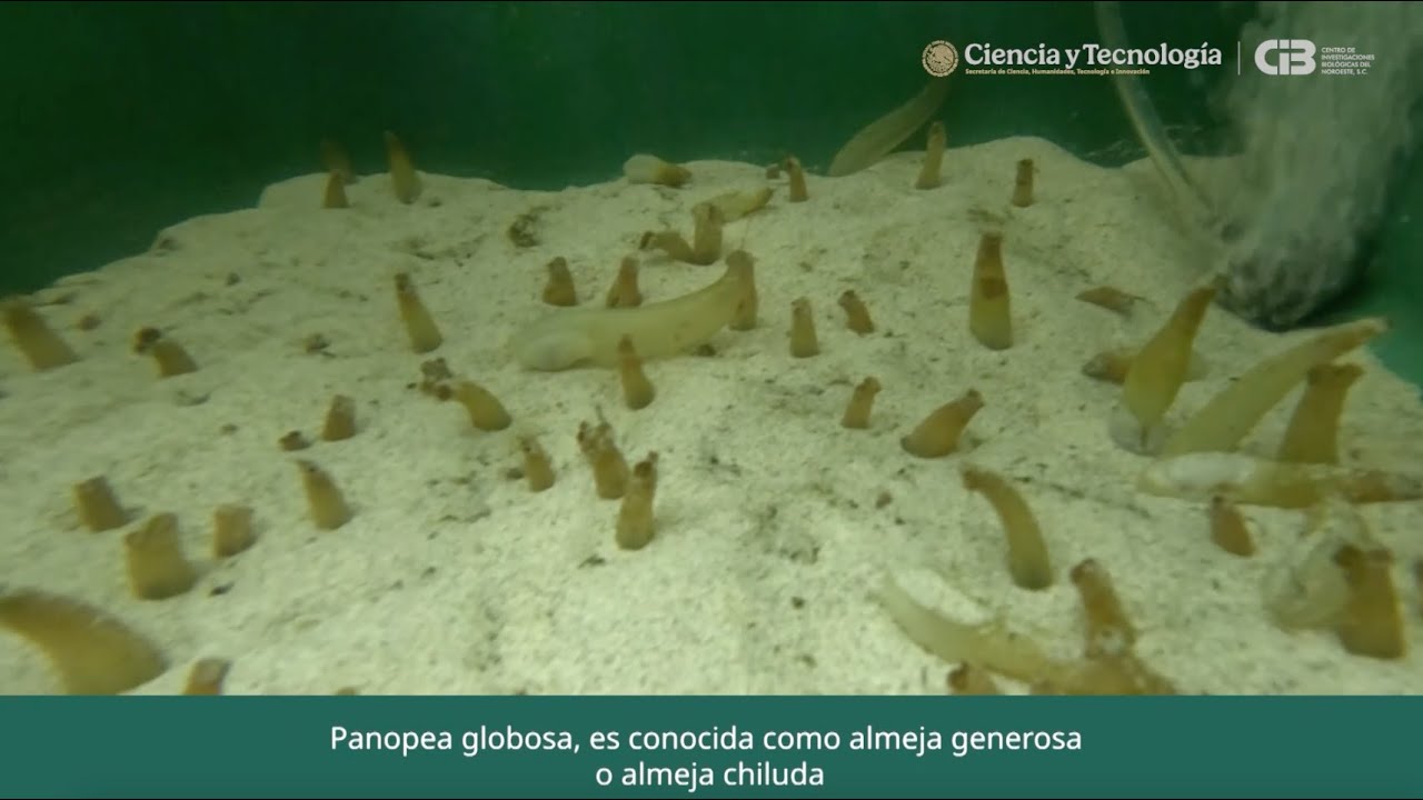 Caracterización del hábitat de los juveniles de Panopea globosa