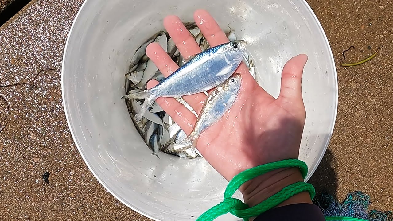 Back to PALM COVE JETTY | 10/0 HOOKS THIRST for the BIG ones😁🎣🎣