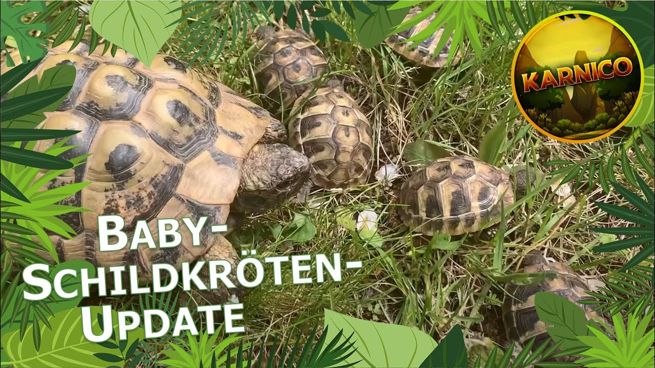 Ein Ausflug in die Natur mit den 8 Babyschildkr&ouml;ten und ihren Eltern I Babyschildkr&ouml;ten - Update 💚