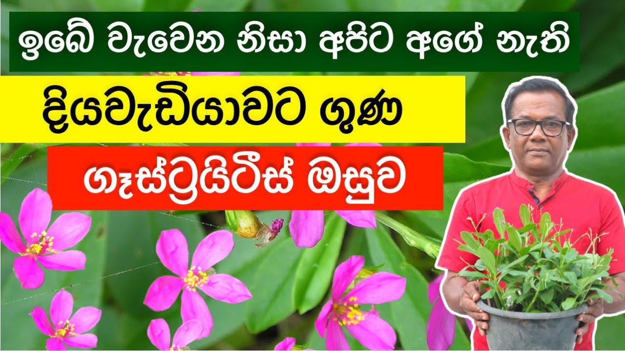 ගුණ දන්නවනම් අනිවාරයෙන්ම කෑමට ගන්න , දියවැඩියාව, පිළිකා පරදන ඔසු | Gas Nivithi | Talinum paniculatum