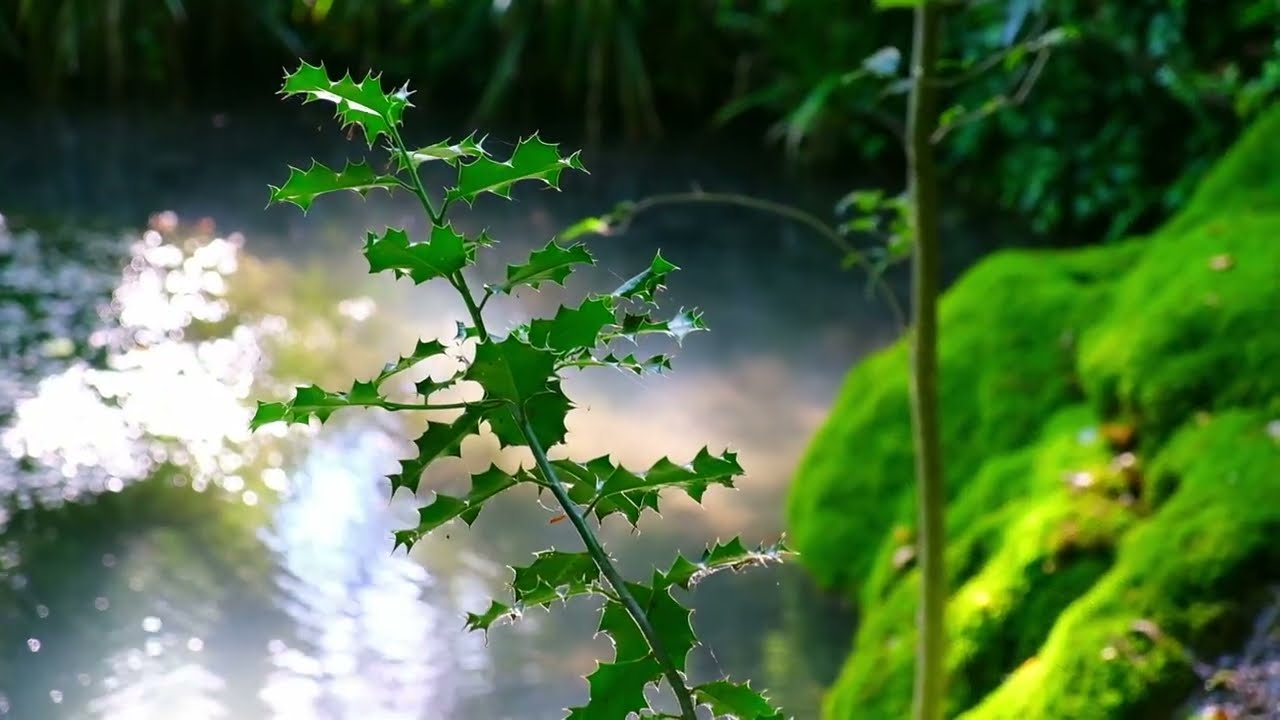 Parc des étangs - Meylan