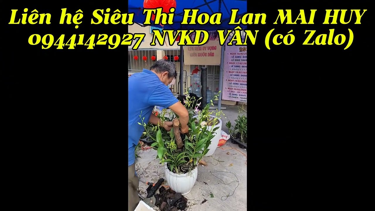 Lên chậu lan Dendro ghép chậu từ nhiều giò cho Giáo xứ Phú xuân - Nhà bè!