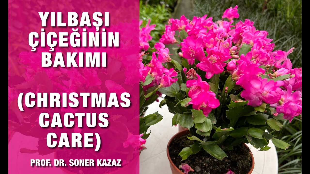 Yılbaşı Çiçeğinin Bakımı, Christmas Cactus Care, Neden Çiçek Açmaz, Çiçekleri Neden Dökülür
