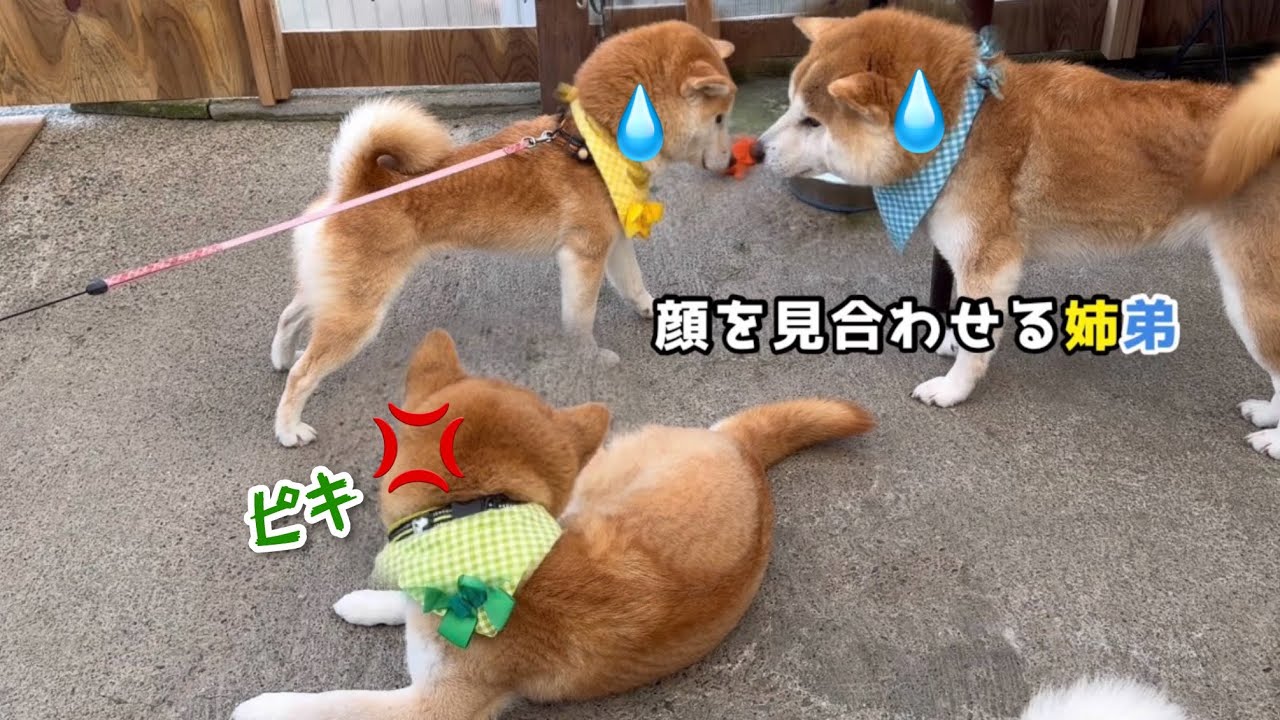 柴犬6匹のくつろぎかたが可愛過ぎてたまらない