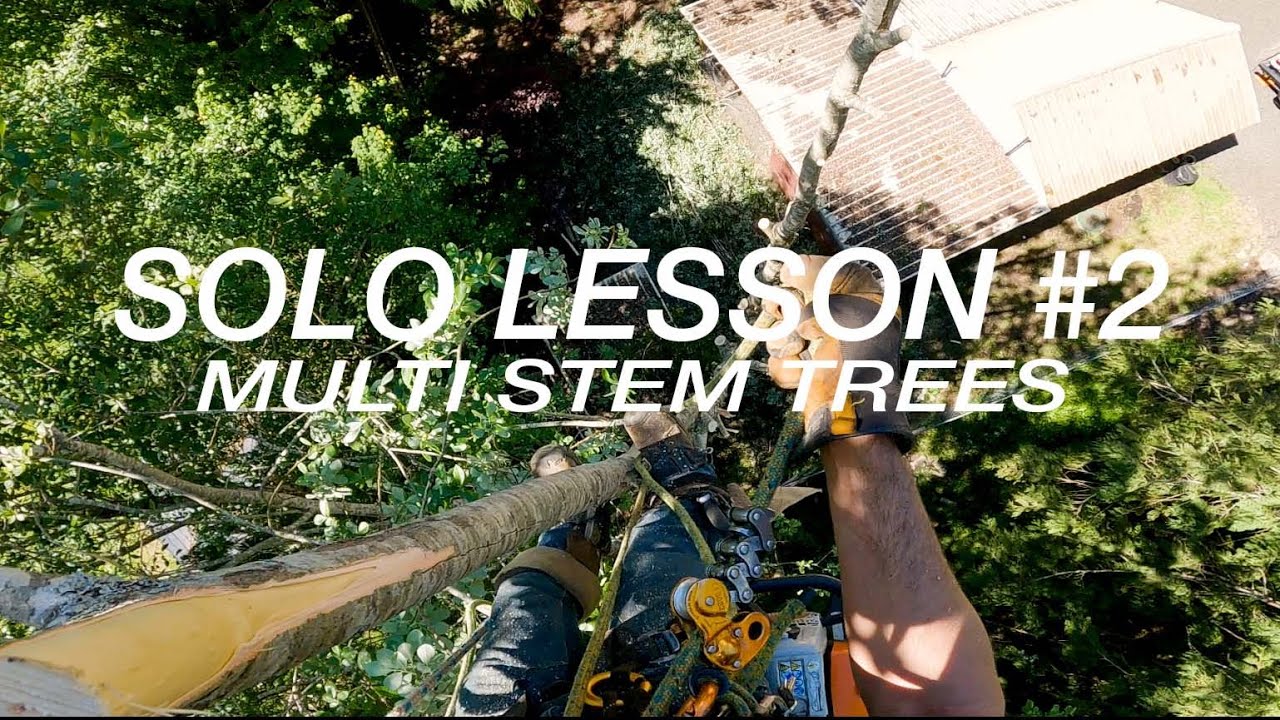 Solo Lesson#2 Multi Stem Trees