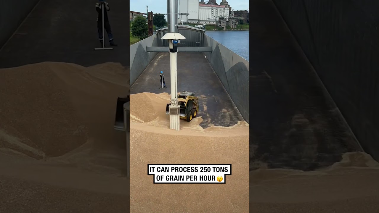 Discharging grain from a cargo ship is strangely satisfying! 🤣🤩  -  🎥 irisdijs