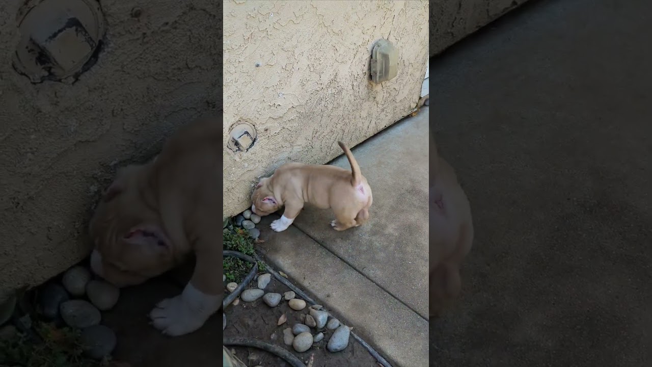 American Bully Kennel 