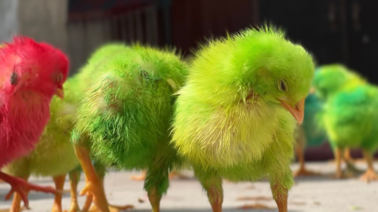 Itny sary colourfully chozy🐥, Lovely hen baby chicks video