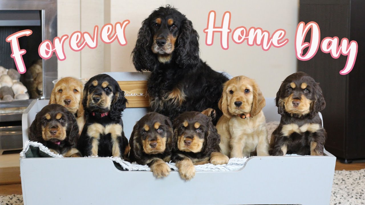 Cocker Spaniel Puppies FOREVER HOME DAY // Lollipop1996