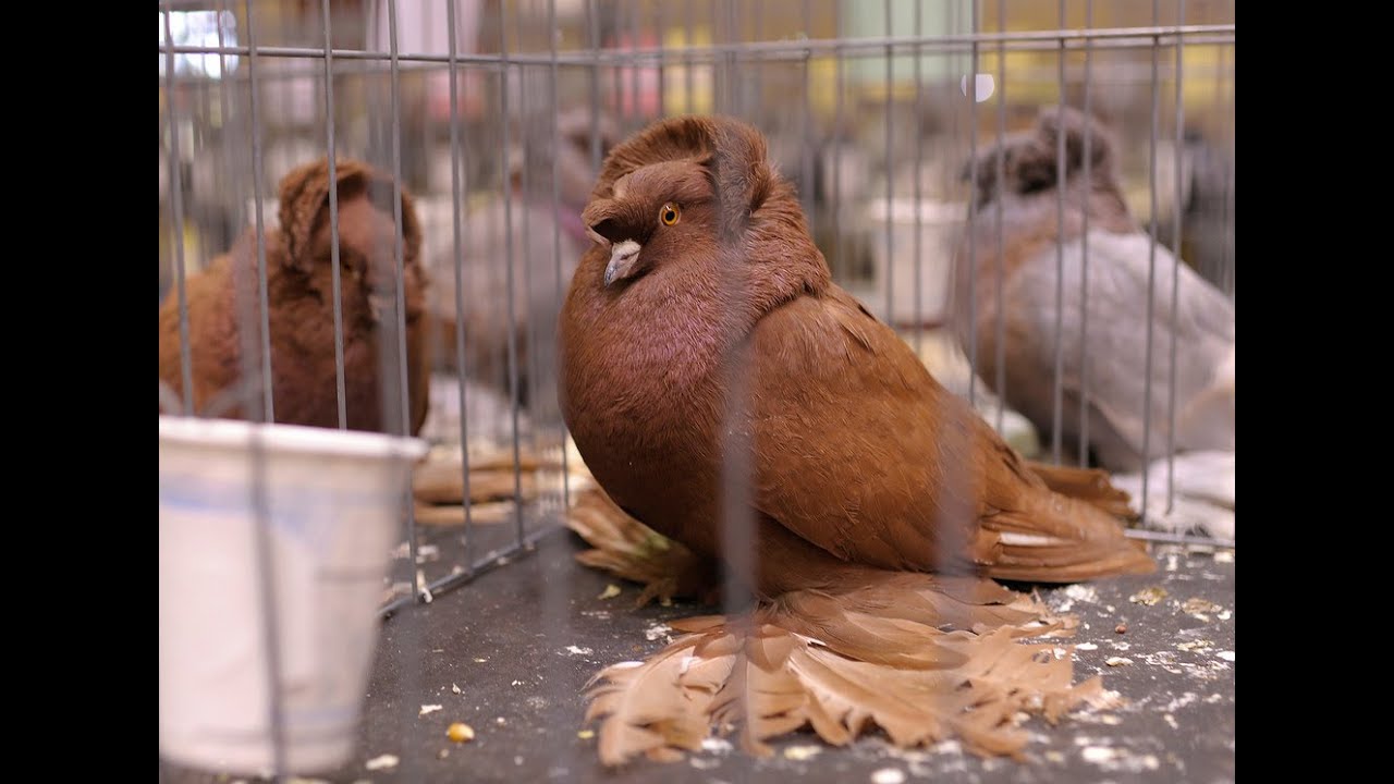 Fancy Pigeon Breeds - Part 2