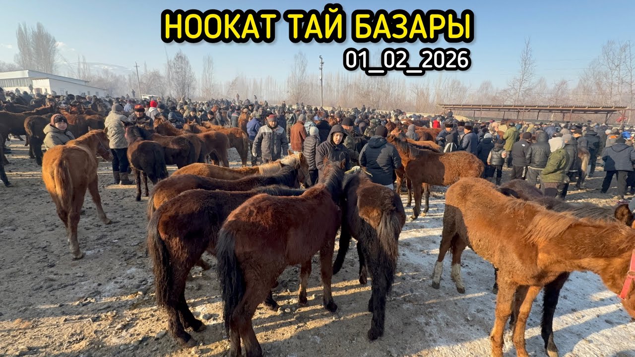 ТАЙ БАЗАР ӨСПҮРҮМДӨР НООКАТ / 1 февраль 2026  Жыл 
