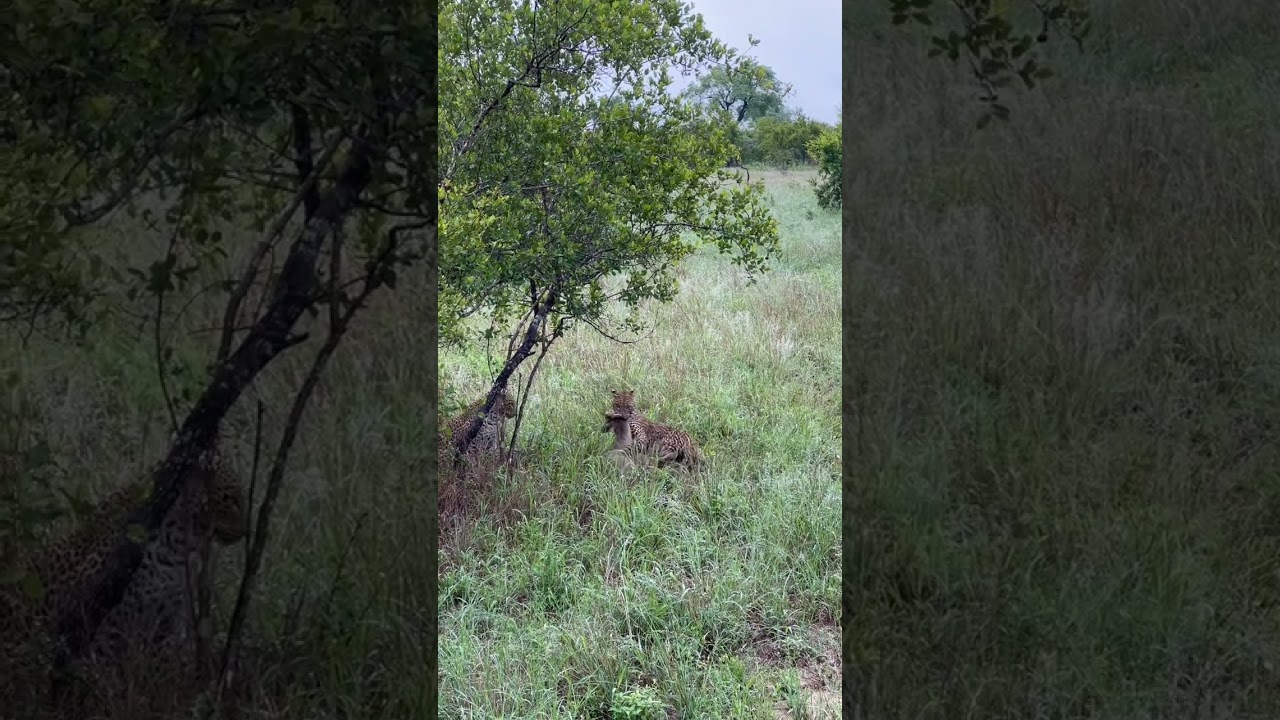 Young Leopard Wrestles Duiker Then Sprints To Get Away From Hyena
