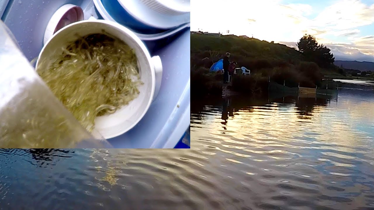 Whitebaiting ( BIG SHOALS ) 13/10/21