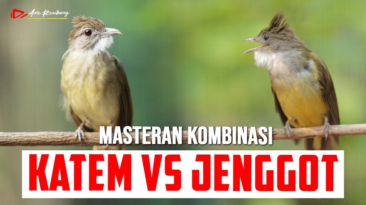 MASTERAN KAPAS TEMBAK VS CUCAK JENGGOT ESETAN PALING EDAN