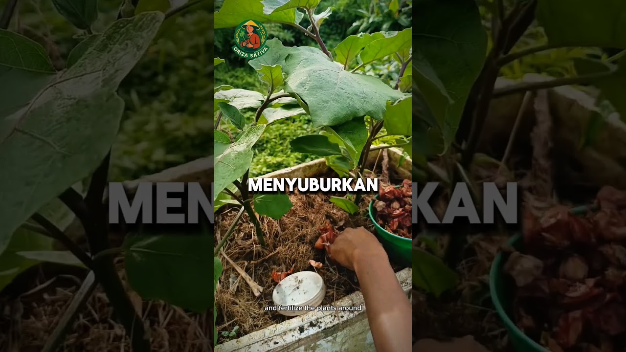 Make use of compost holes from used jars 