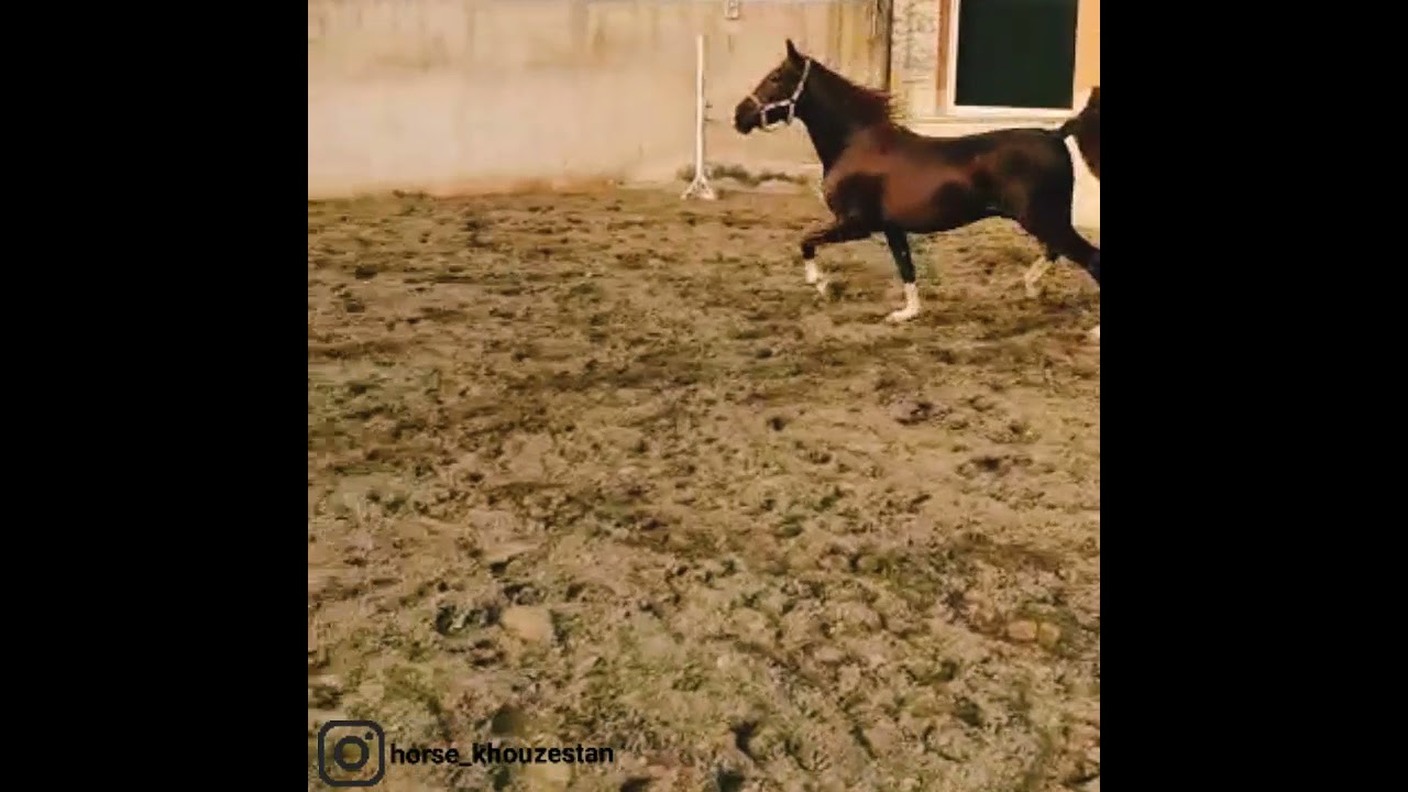 arabian asil horse of khouzestan:pezhak by Shimbar Aghili and out of Azardokht