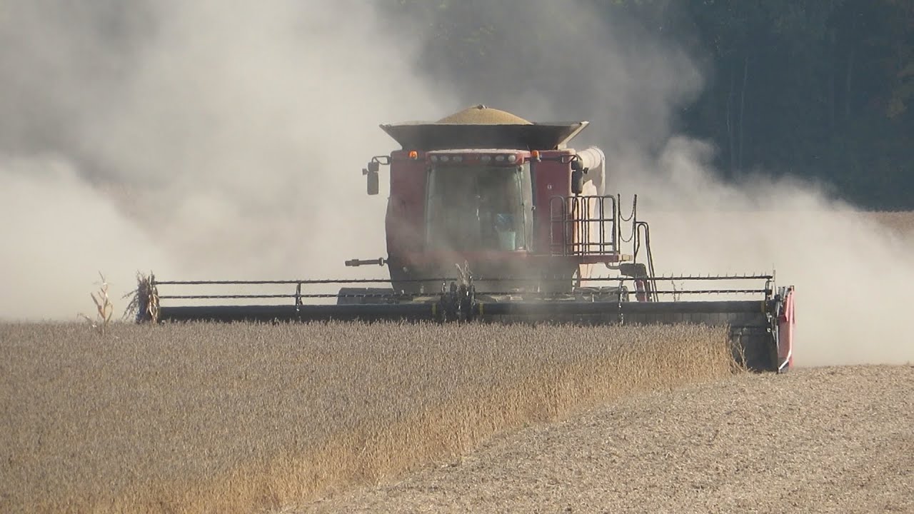 Case Ih 8010 Harvesting Soybeans 2020 | Harvest 2020