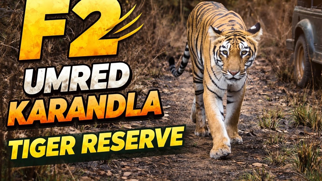 F2 Tiger the super mom of Umred Karandla Tiger Reserve #savethetigers #savethetigers 