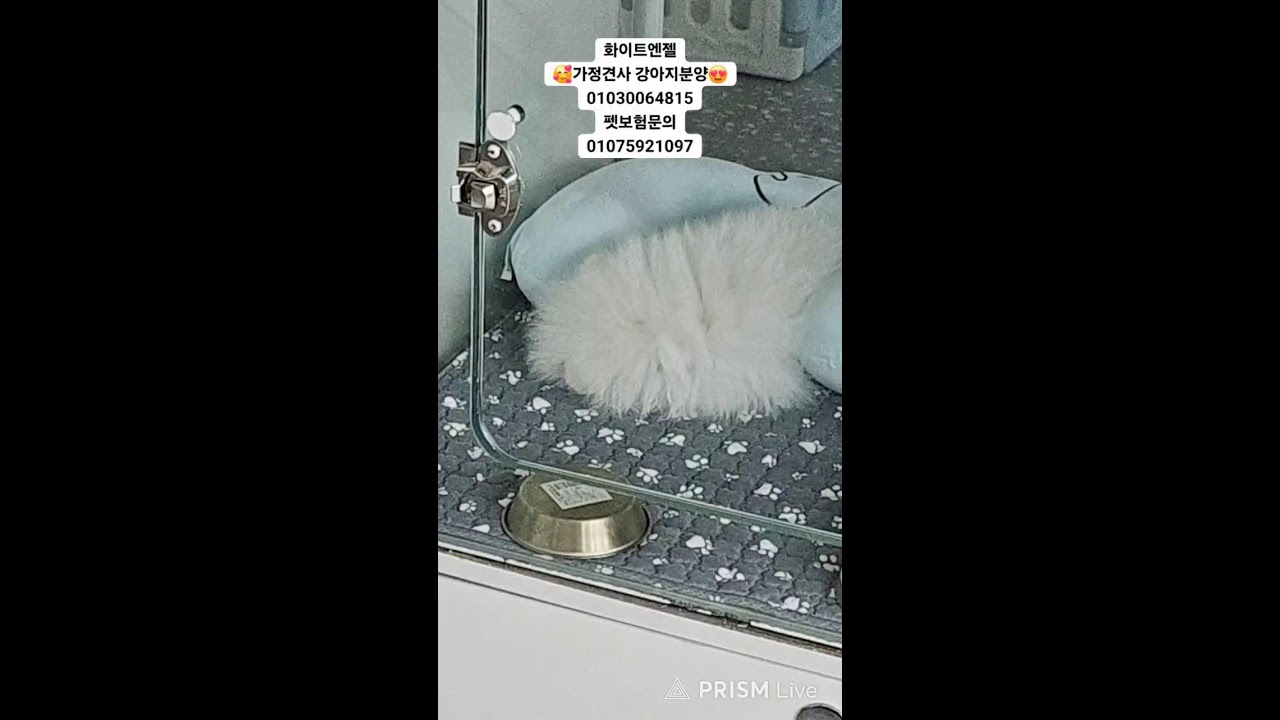 천방지축 개들의일상 라이브 방송