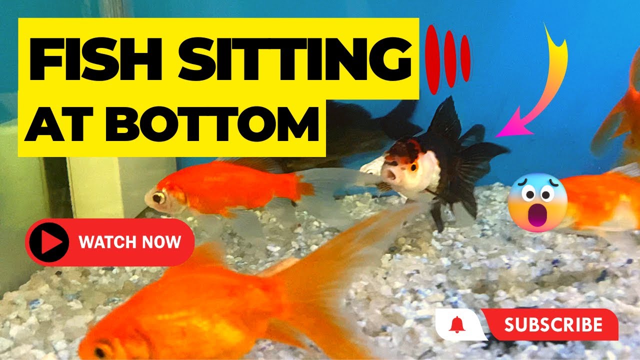Is Your Fish Sitting at the Bottom of the Tank? Watch Actual Causes & Solutions || BLUE AQUATICS