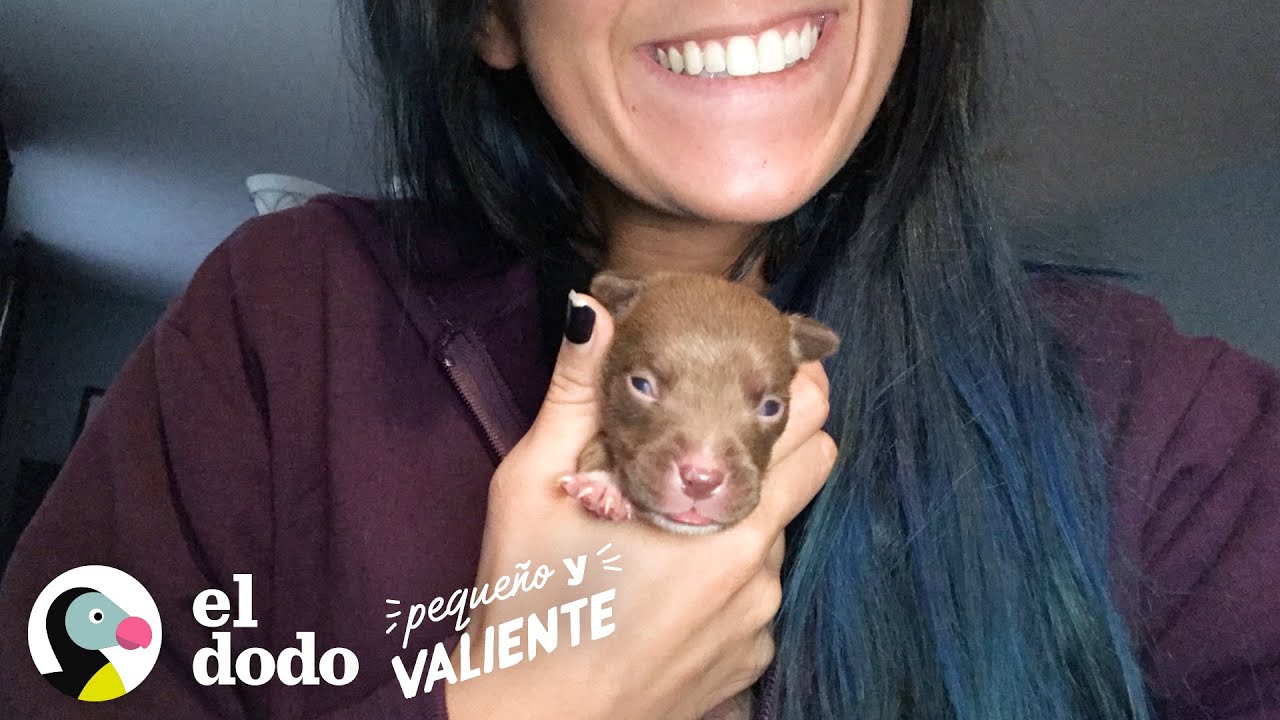 El cachorro era el más pequeño de la camada se hace muy grande I Pequeño y Valiente | El Dodo