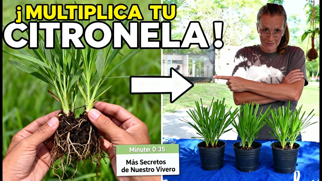 Truco sencillo para tener citronella todo el año