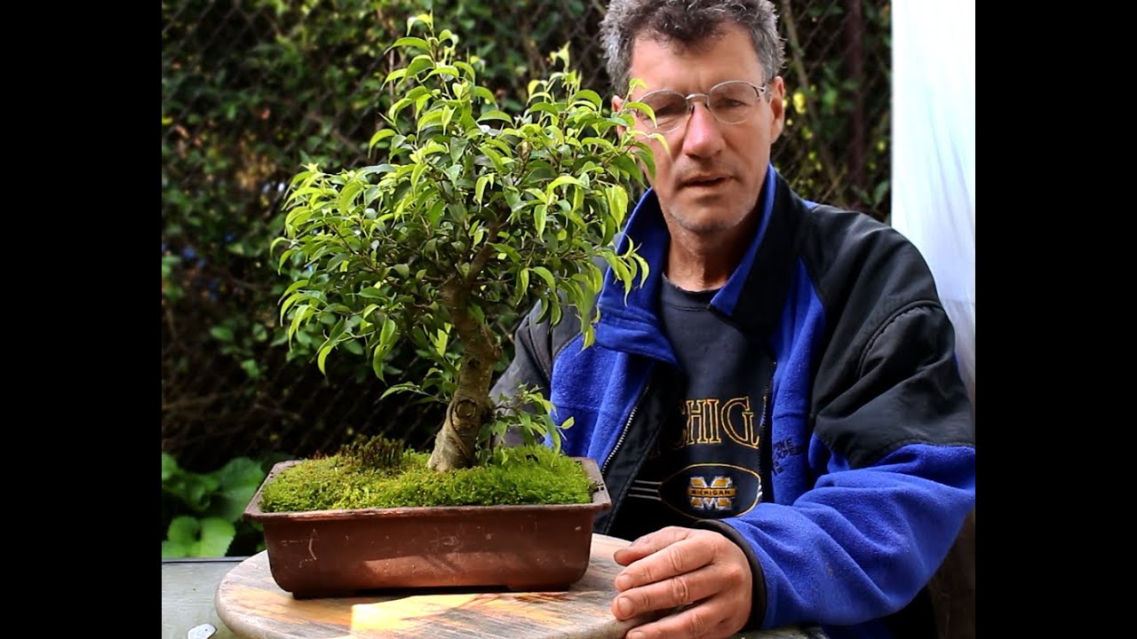 Pine Tree Style to Tropical Tree Style, Ficus, Aug 2014