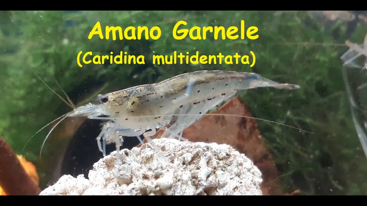 Amano Garnele (Caridina multidentata) 🦐 | Aquarium | Aquaristik | Zierfische 🐟🐠🐡🐌💧