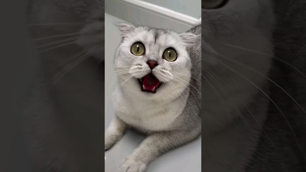 kuttoosan 😥😥😥 #funny #cute #cat