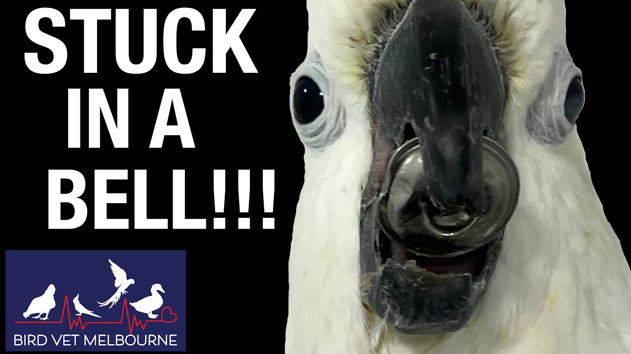 EMERGENCY - cockatoo with tongue stuck in a bell!!! At Bird Vet Melbourne