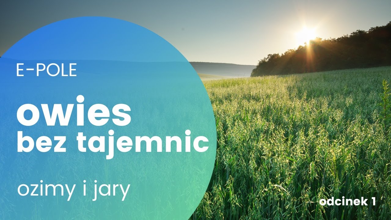 💥Owies (ozimy i jary) bez tajemnic! Termin siewu, nawożenie i praktyka | e-pole