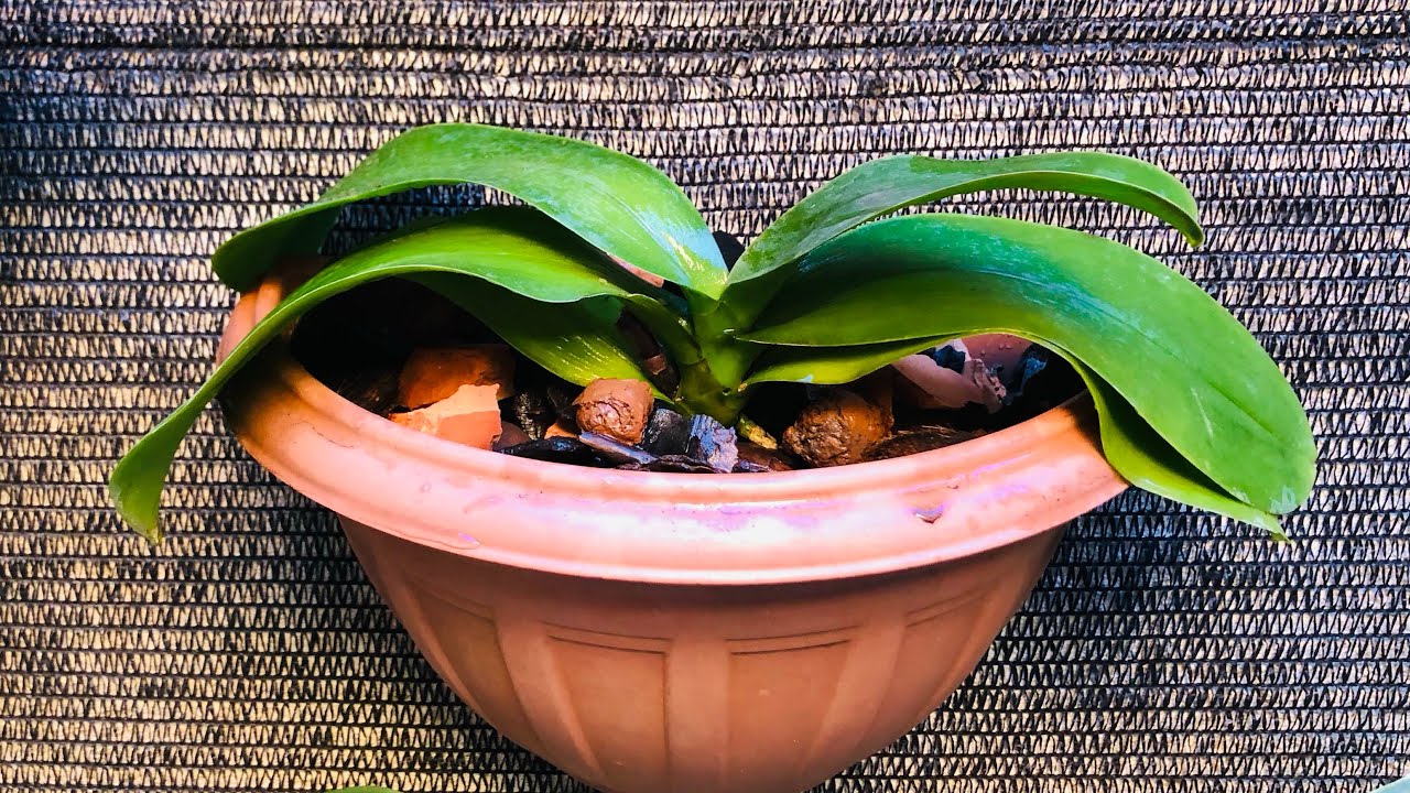 Replantando orquídeas PHALAENOPSIS e ODONTOGLOSSUM.Veja resultados dos replantes e enraimentos