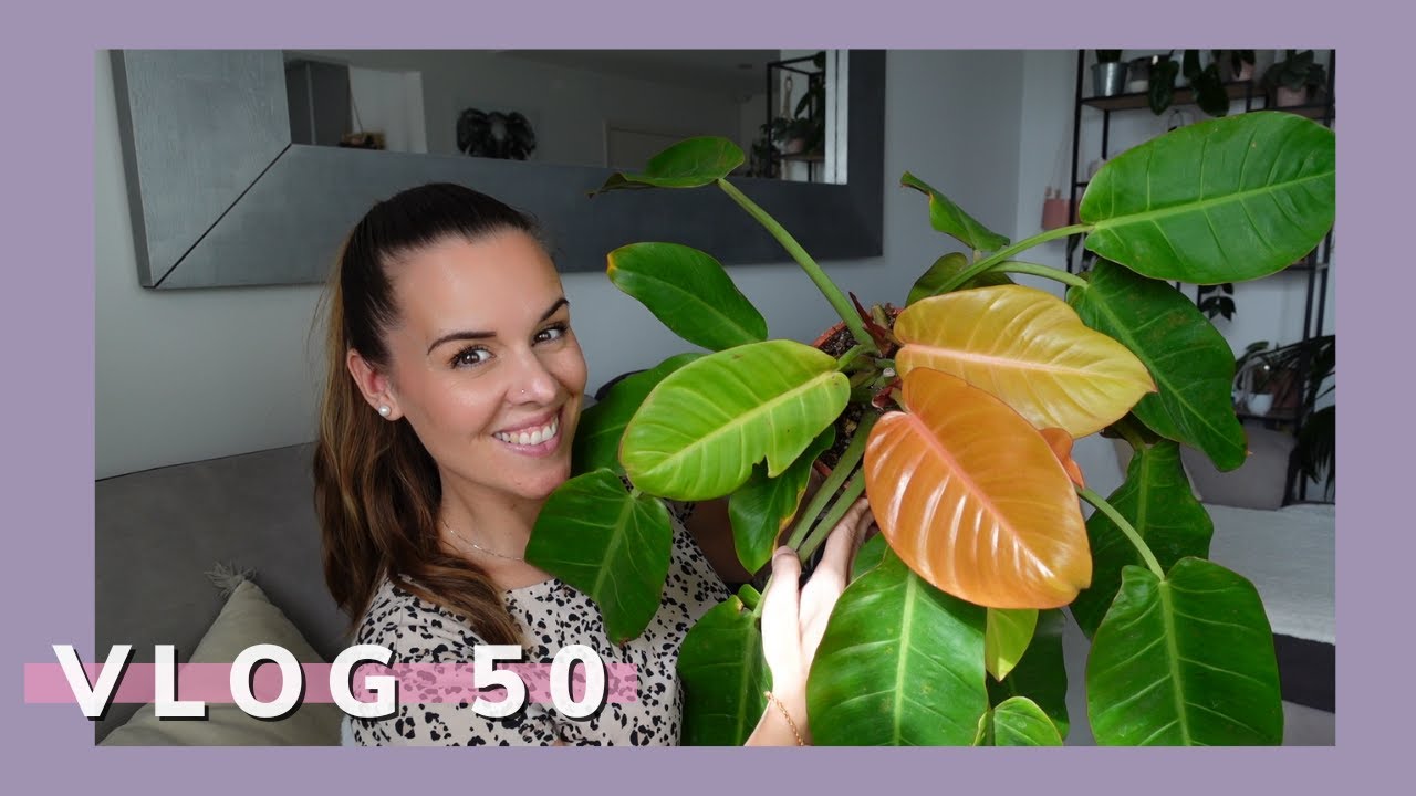 Mise au repos des caladiums et update plantes | VLOG 50 |