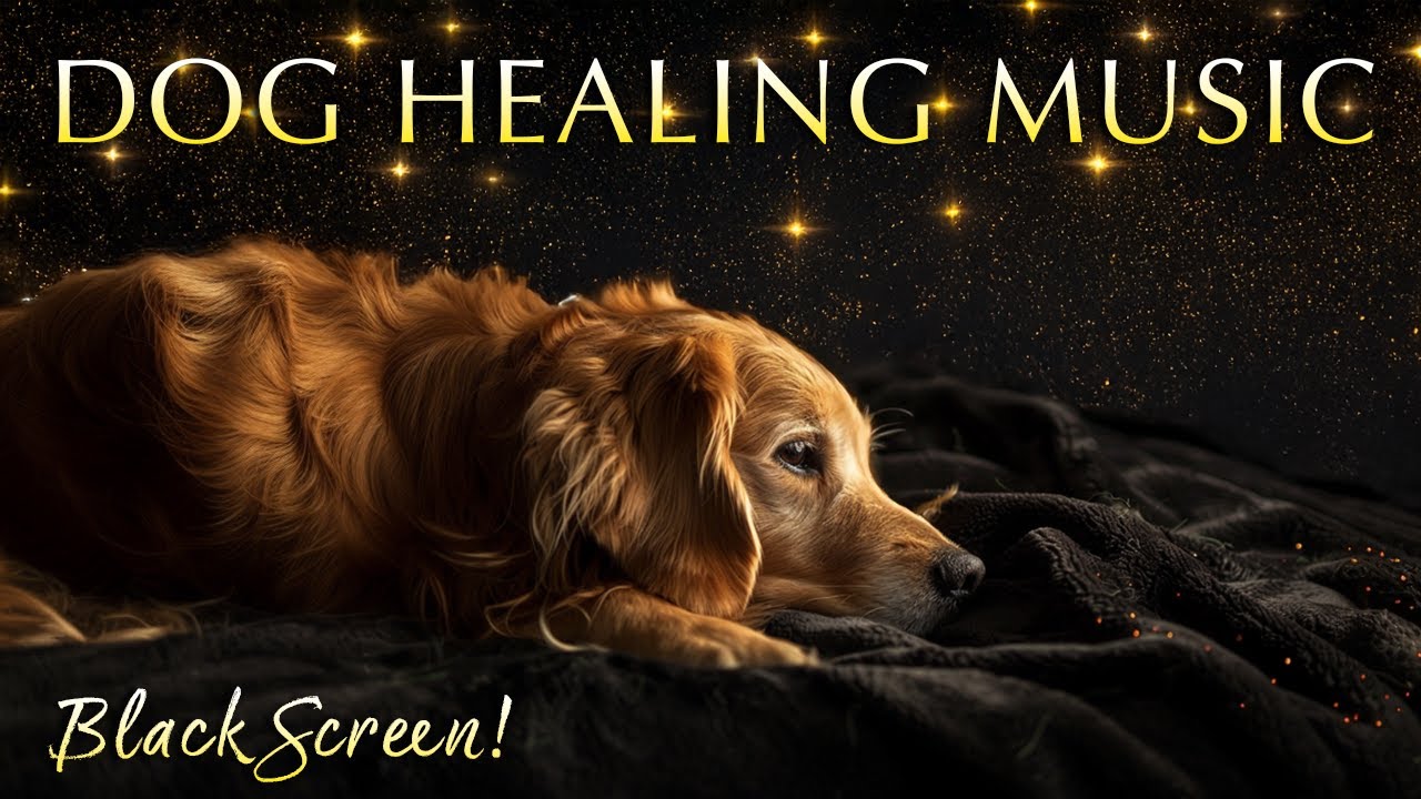 528Hz Healing Music for Dogs – 12 Hours of Black Screen Sound Therapy