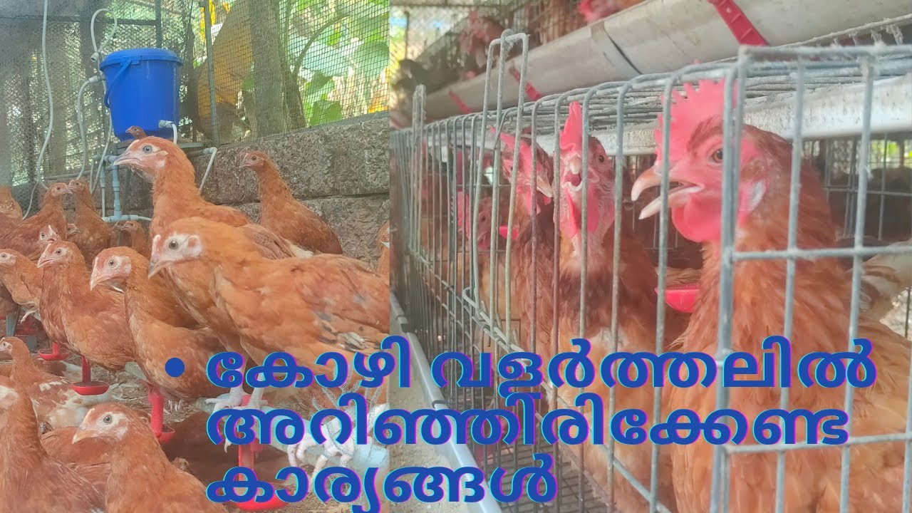 Bv380#kozhi#farm#mathans farm#krishi