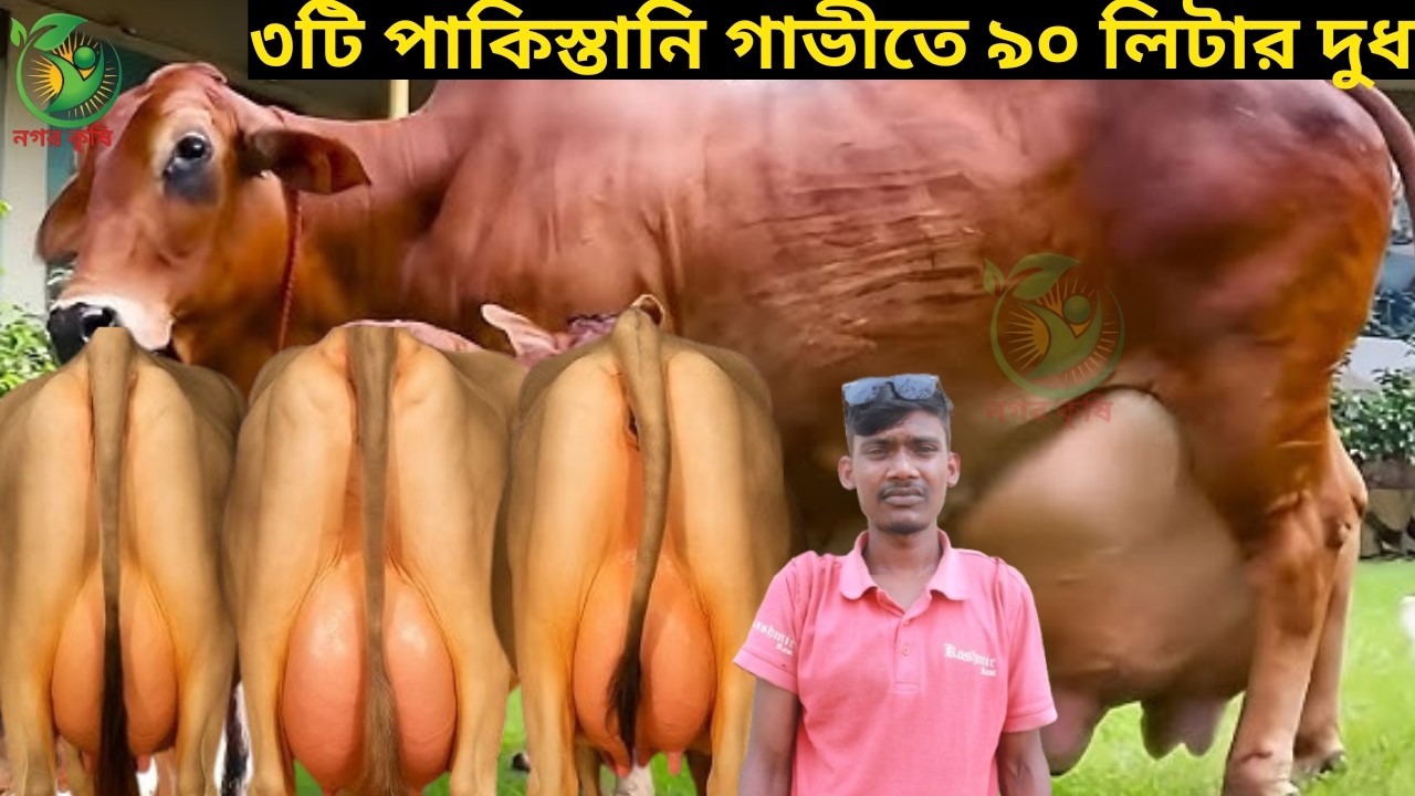 ১২৫ হাজারে বাচ্চাসহ ইন্ডিয়ান জার্সি ! রাসেল ভাইয়ের একদম কমদামে ১৮-৩২ লিটারের পাকিস্তানি গাভী কিনুন
