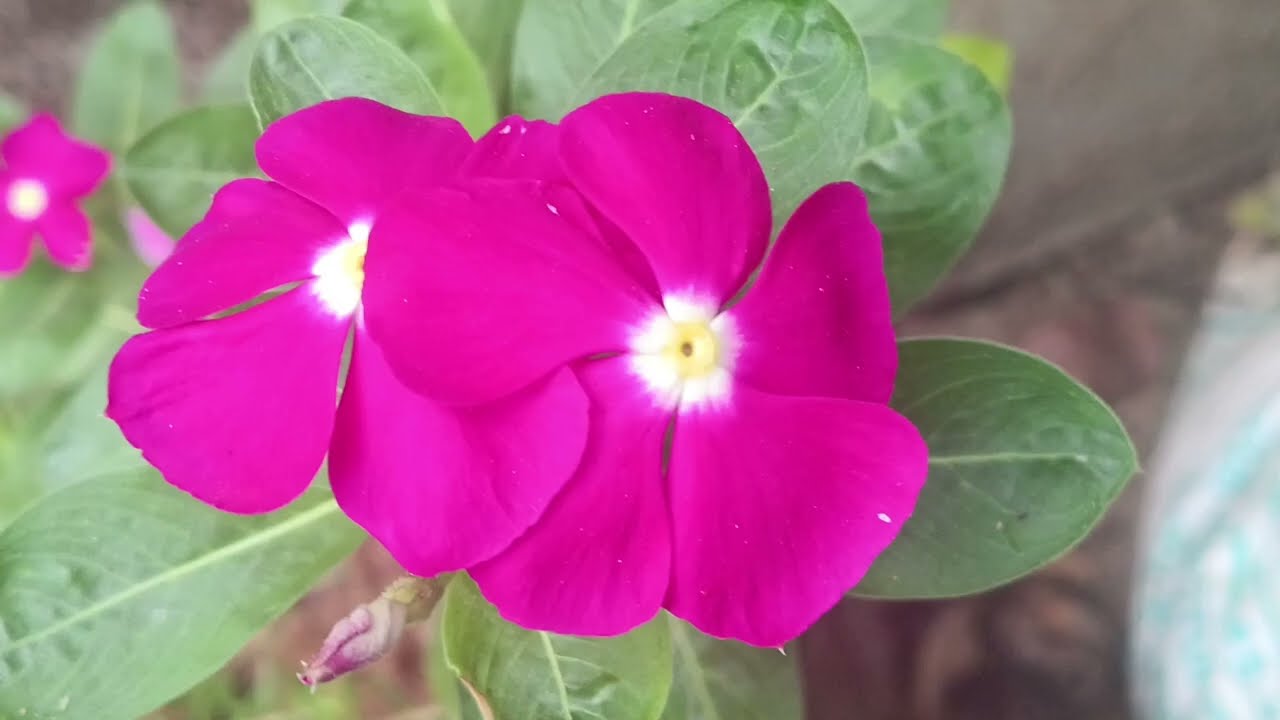 വിഷ്ണുവിന്റെ ജീവന് വിലയിട്ട് ഡാനിയൽ.. || Coming Soon Episodes || 