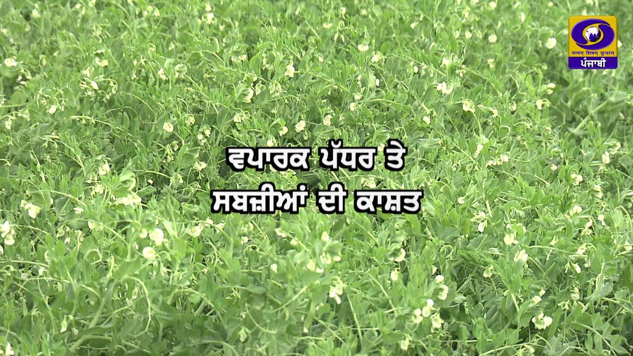 Sadi Kheti II ਸਾਡੀ ਖੇਤੀ II ਵਪਾਰਕ ਪੱਧਰ ਤੇ ਸਬਜ਼ੀਆਂ ਦੀ ਕਾਸ਼ਤ II 05 February 2026 II DD Punjabi II