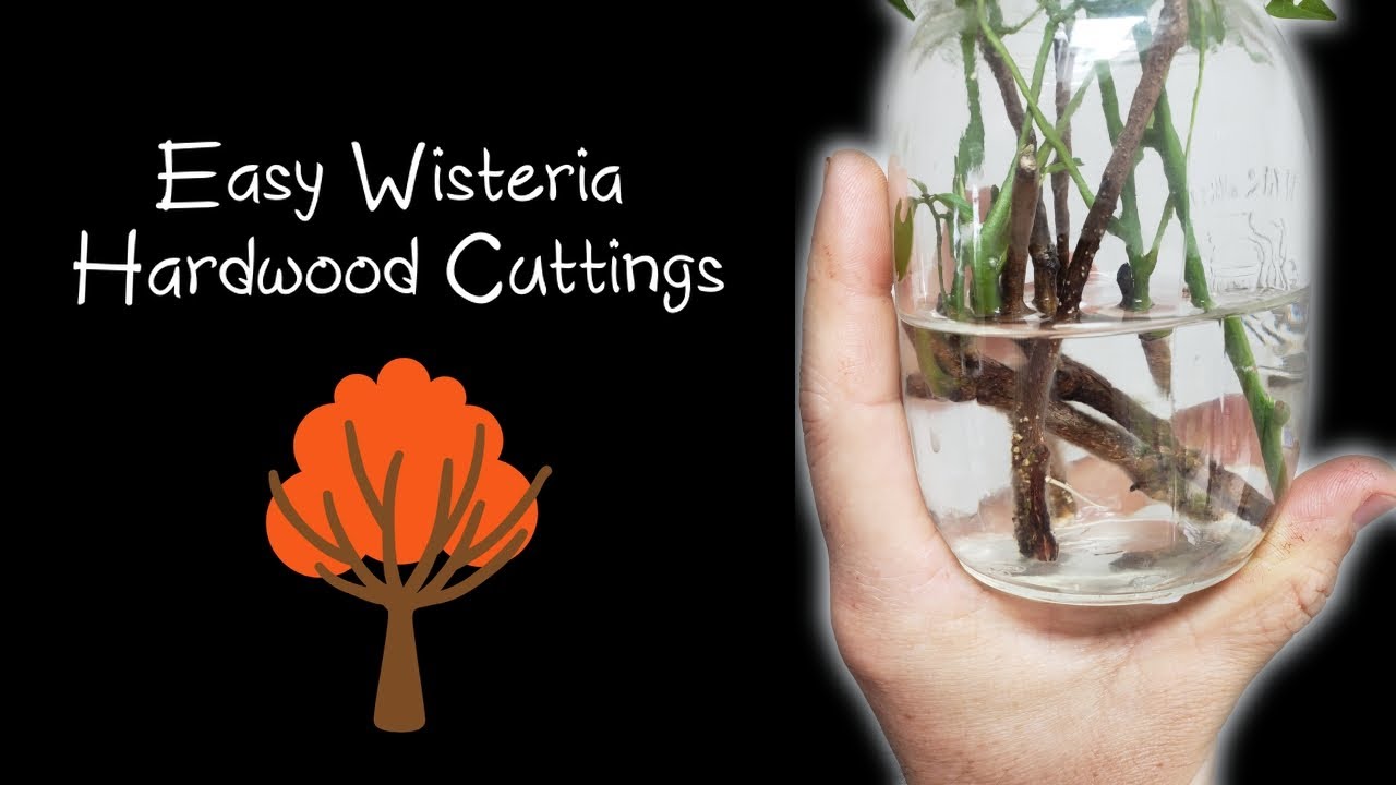 Easy Wisteria Hardwood Cuttings