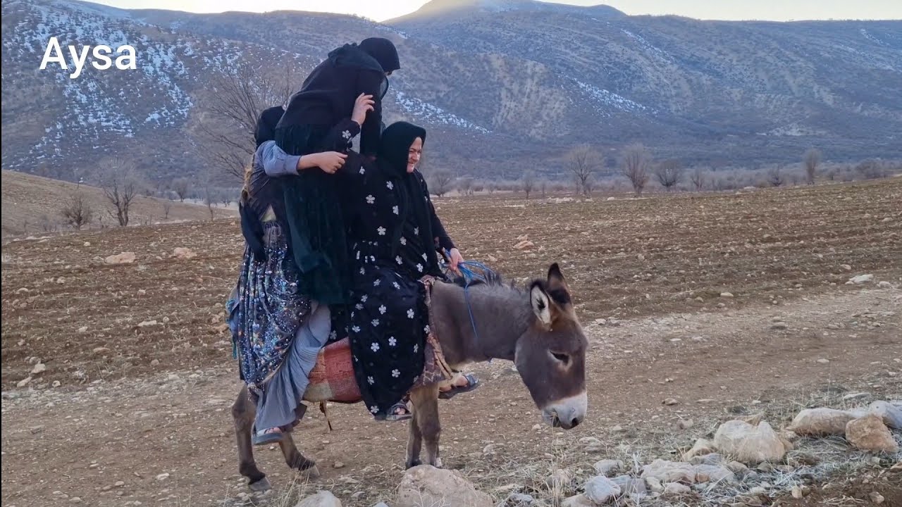 "Funny Falls and Firewood with Ass: A triple adventure in the heart of the mountain!" 🐴😂😂