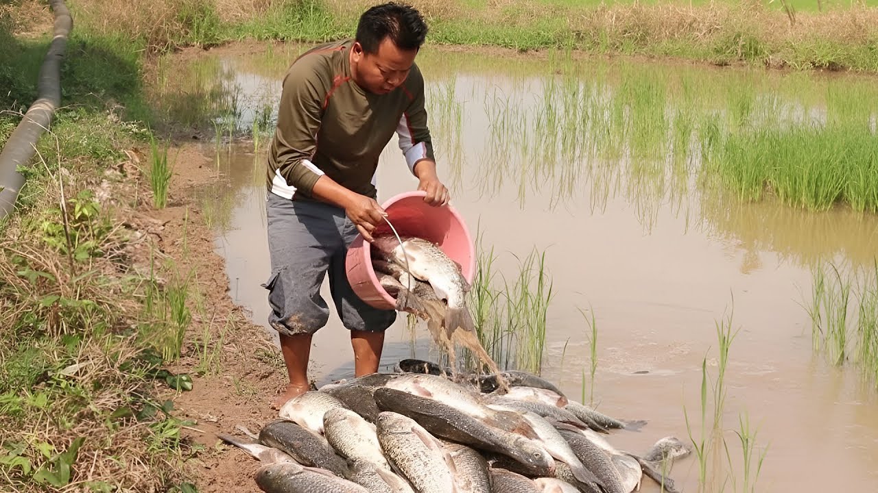 A man so funny find and collect the fish near the pumping water a lot of fish was catched by him