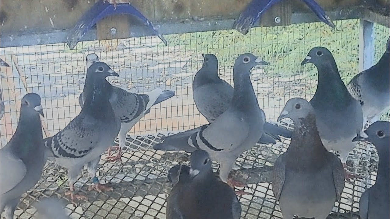 Haci van mis palomas ya pronto a liberarlas 🌊🕊🇵🇷