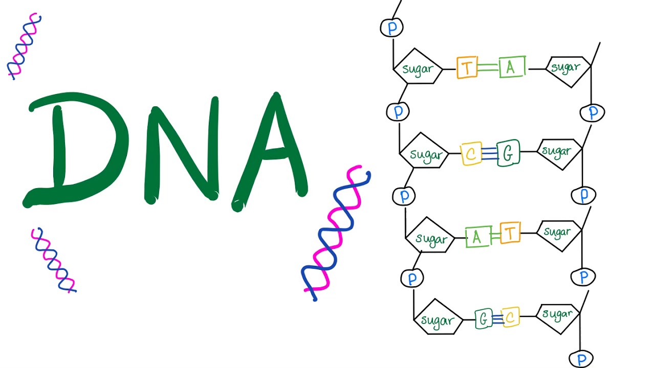 DNA 🧬  | The Double Helix | Your Genetic Material