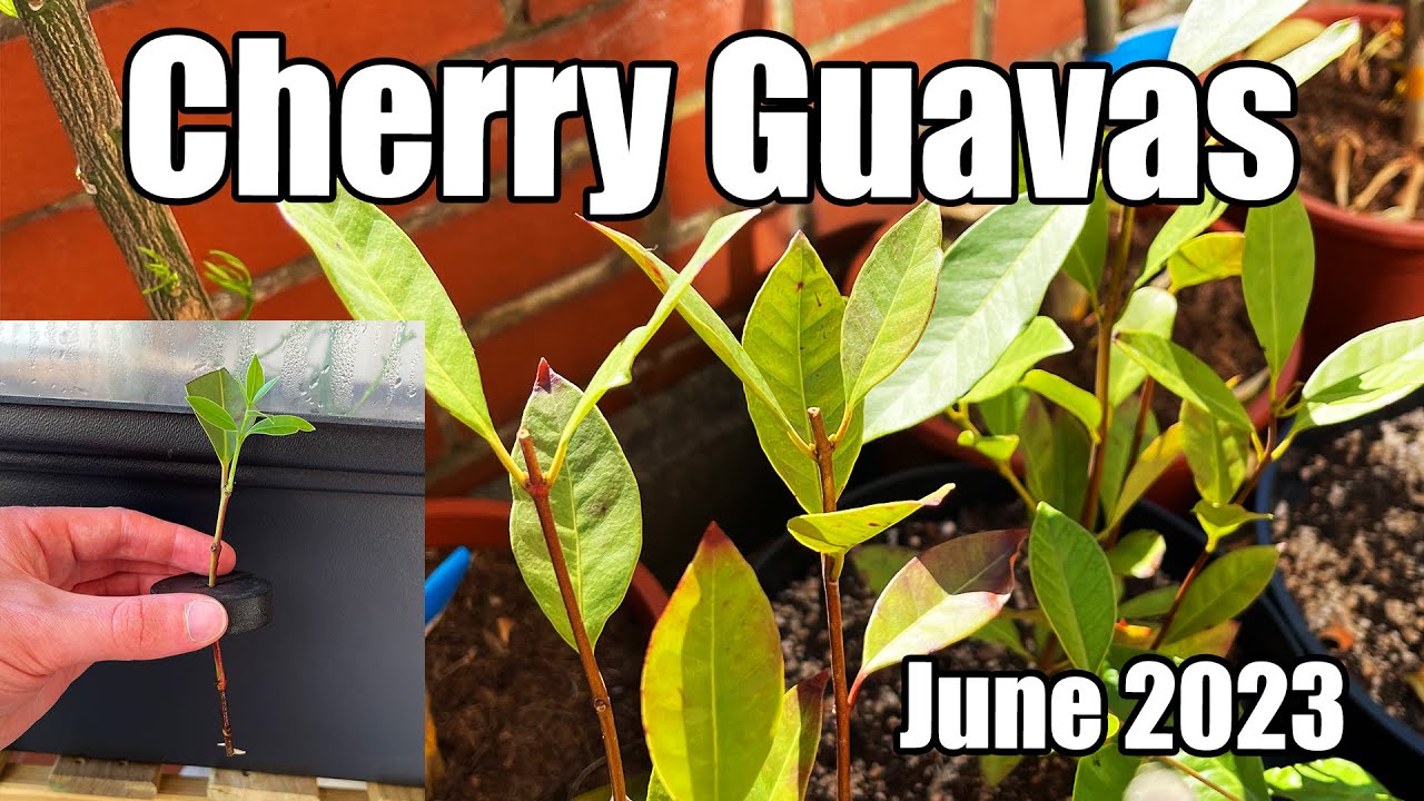 Yellow & Red Cherry Guava Update + Cuttings Results (Psidium cattleianum) - June 2023