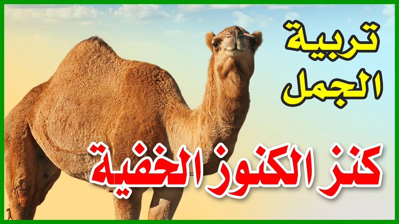 تربية الإبل | كنز الكنوز الخفية في عالم الثروة الحيوانية | أسرار عن الجمل تعرفها لأول مرة